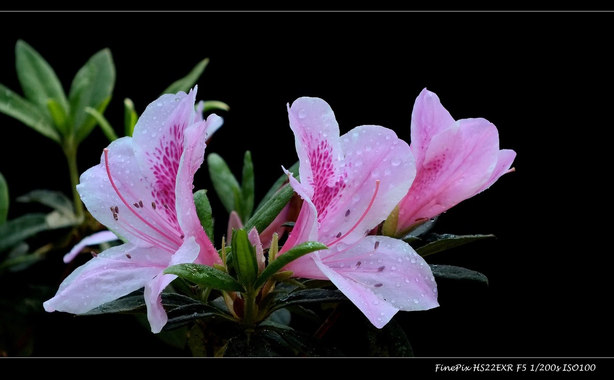 又见杜鹃开 (10)