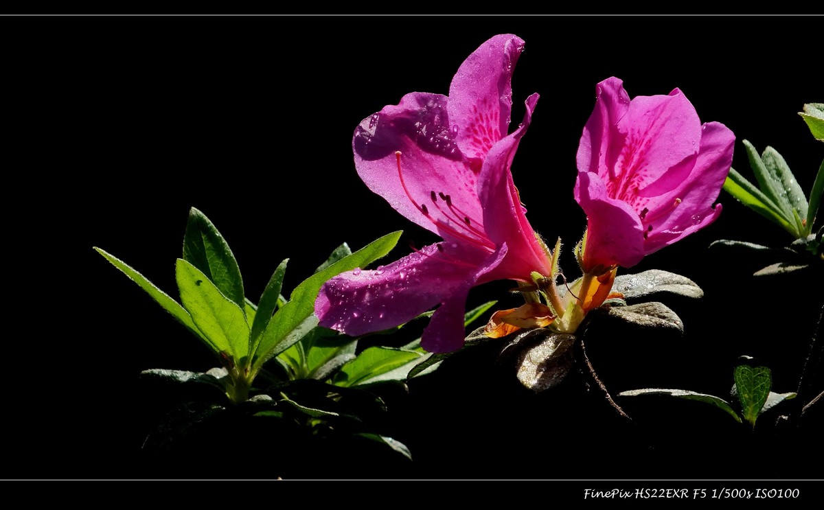 又见杜鹃开 (10)