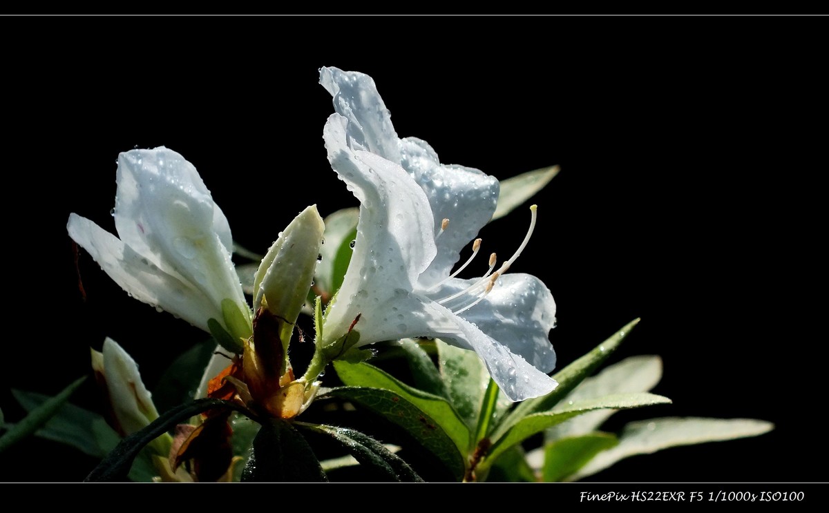 又见杜鹃开 (10)