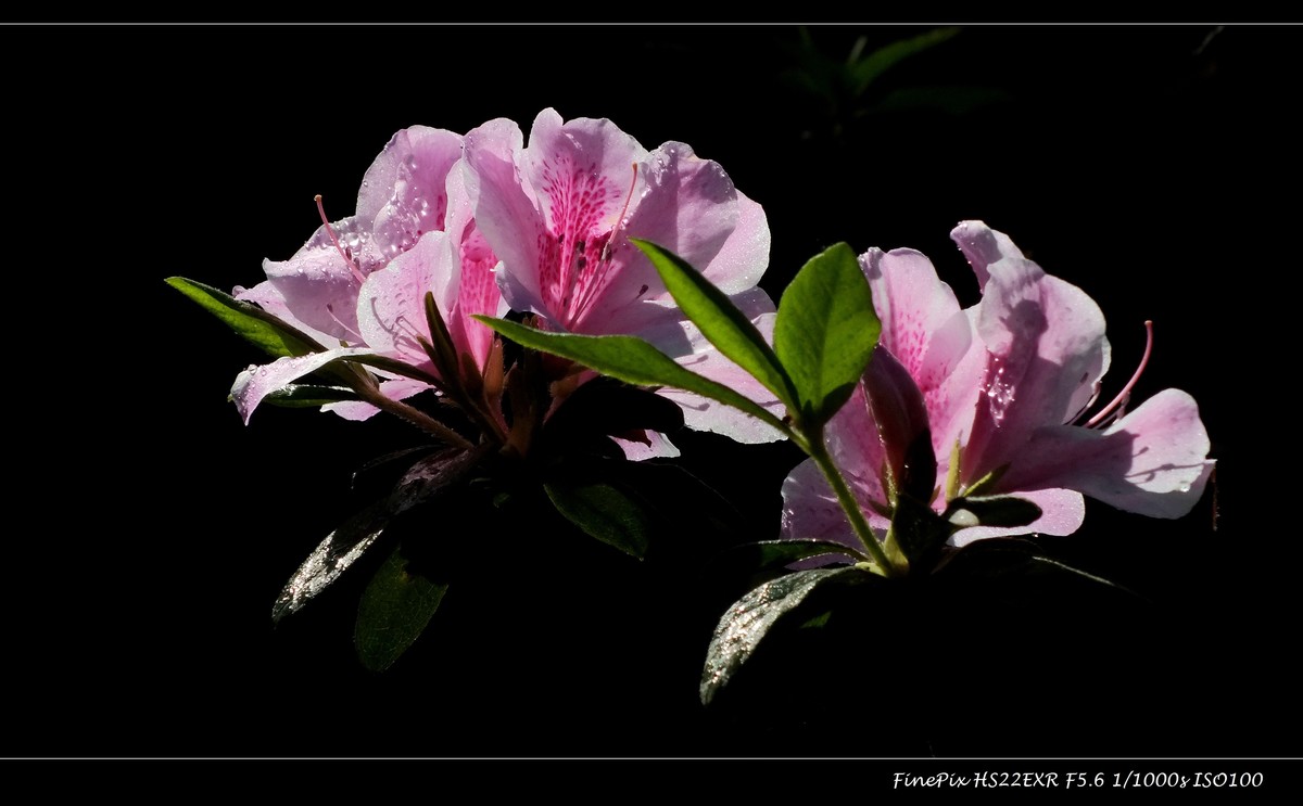 又见杜鹃开 (10)