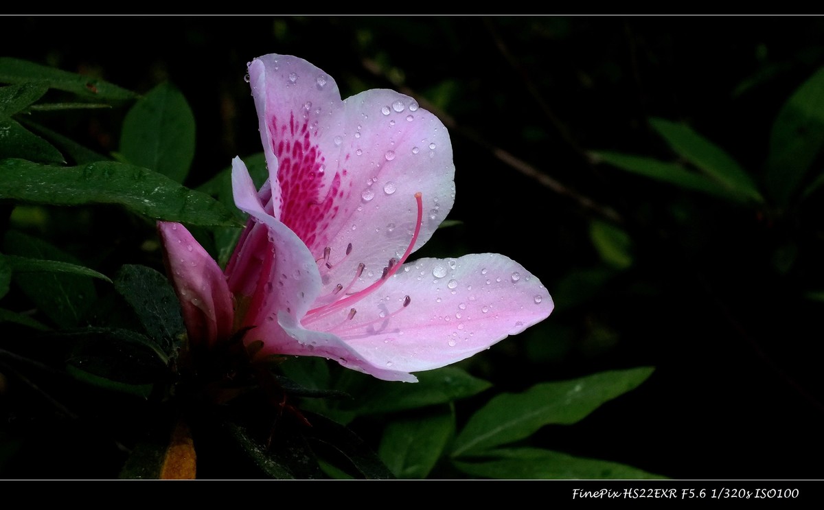 又见杜鹃开 (10)