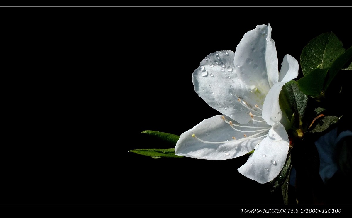 又见杜鹃开 (10)