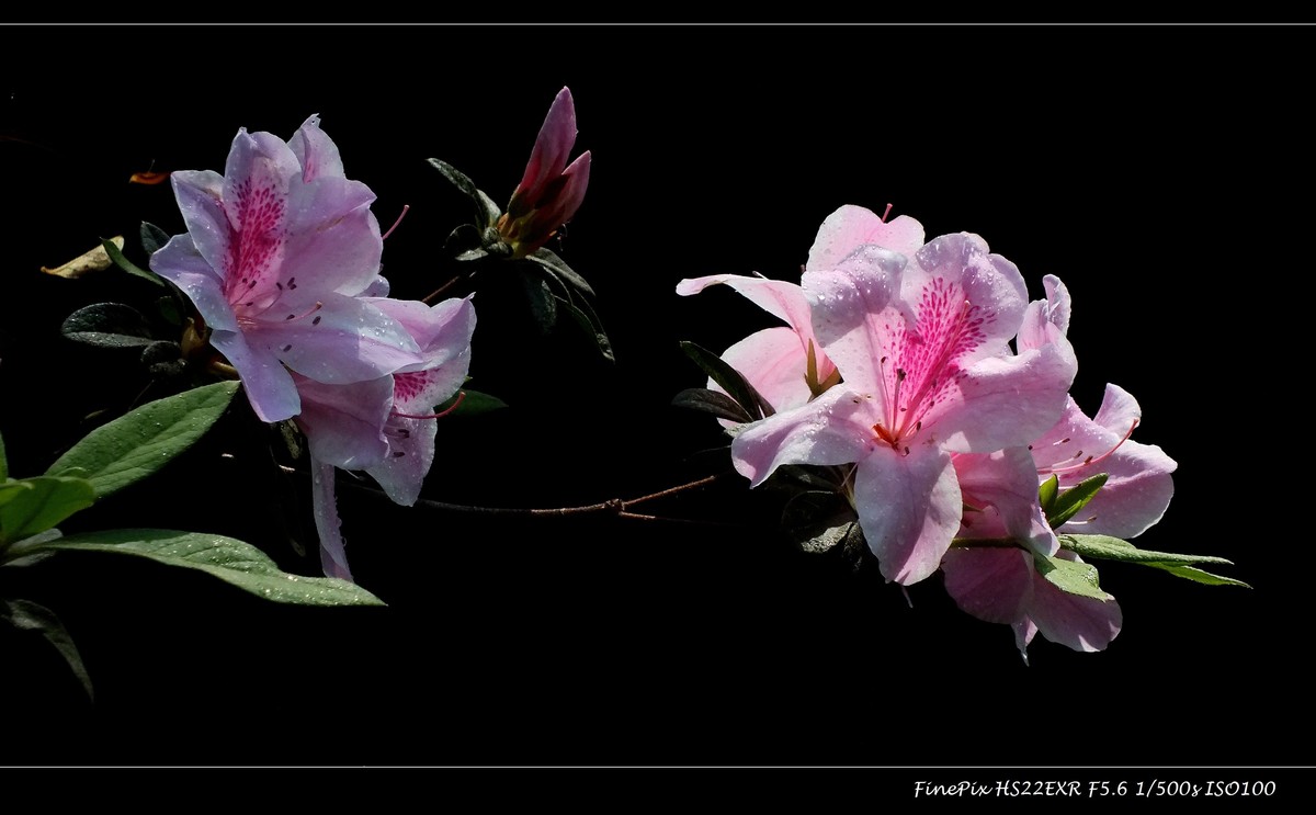 又见杜鹃开 (10)