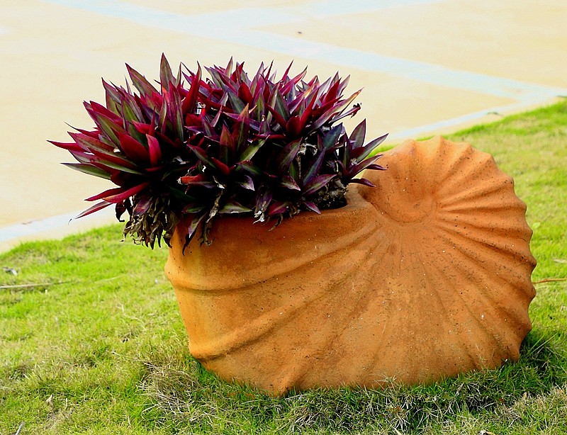 952【不老松：海南游摄纪实】临高长島兰湾美景！(2)美化小区的筛品！