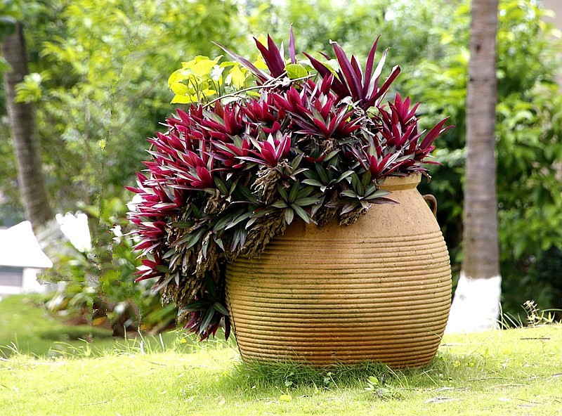 952【不老松：海南游摄纪实】临高长島兰湾美景！(2)美化小区的筛品！