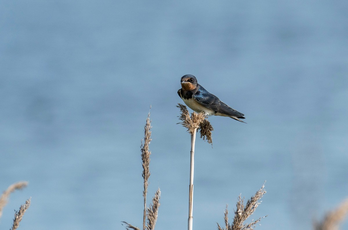 初夏的小燕子（四）