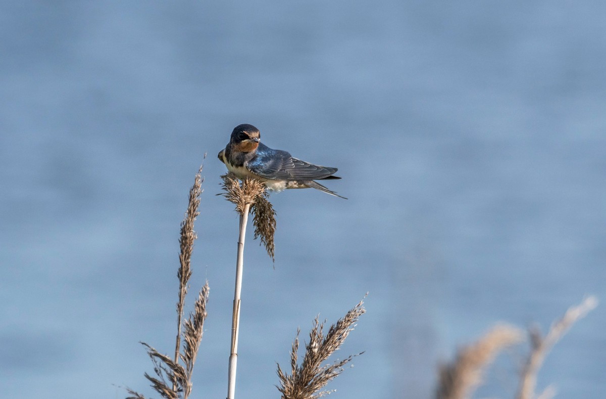 初夏的小燕子（四）