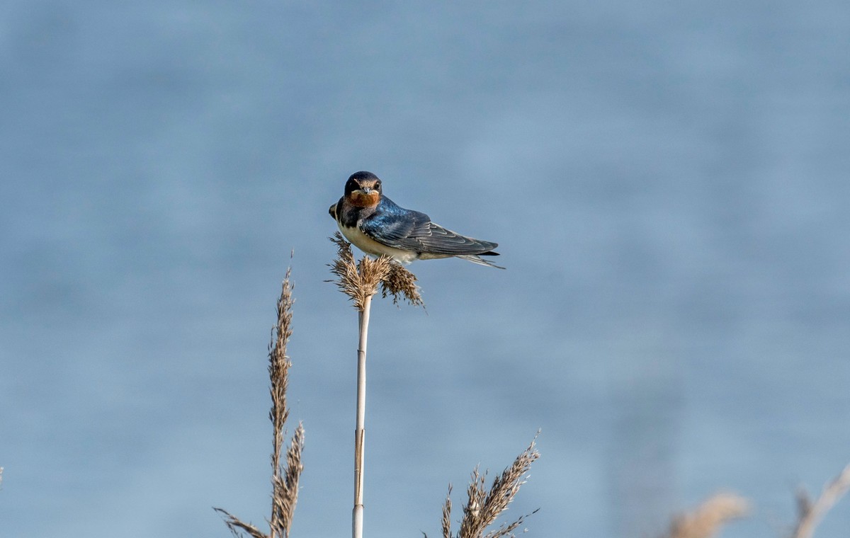 初夏的小燕子（四）