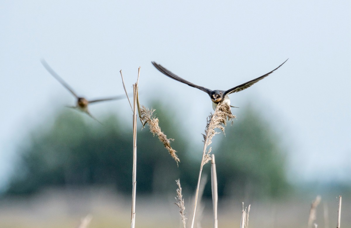 初夏的小燕子（四）