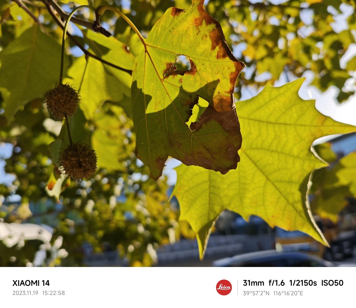 （小米莱卡镜头深秋温柔起来，天 穹 且 与 银 杏 私 语 凭 肩 只 用 了 一 种 颜色，