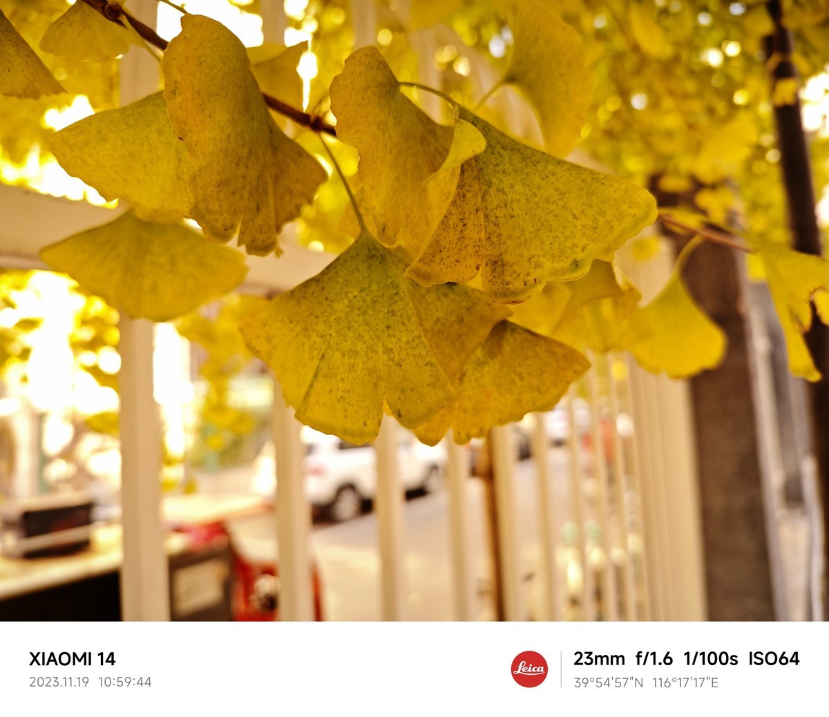 （小米莱卡镜头深秋温柔起来，天 穹 且 与 银 杏 私 语 凭 肩 只 用 了 一 种 颜色，