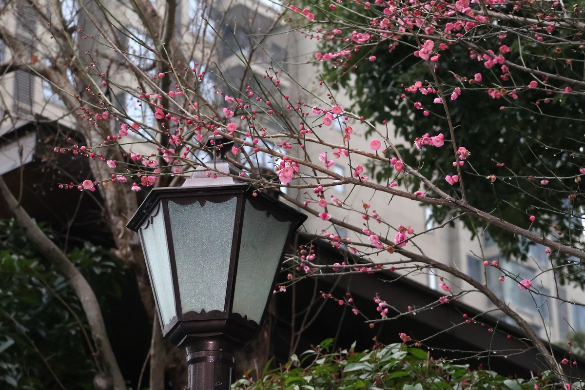 佳能R10套机镜头18-150试拍