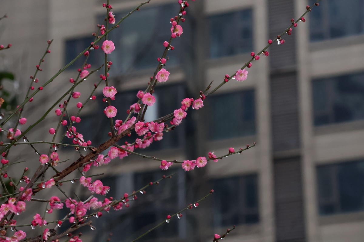 佳能R10套机镜头18-150试拍