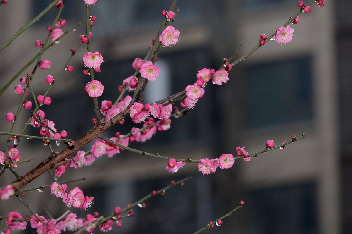 佳能R10套机镜头18-150试拍