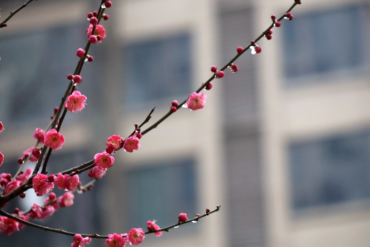 佳能R10套机镜头18-150试拍