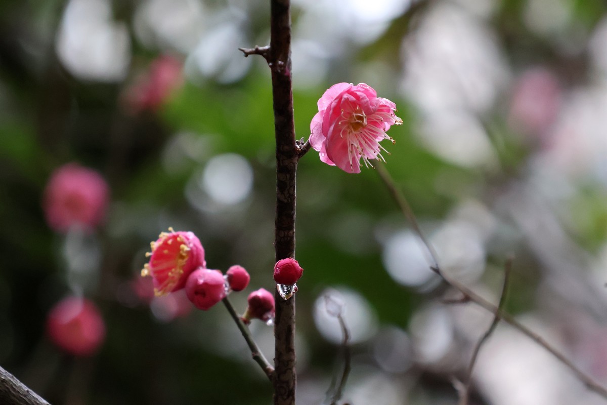 佳能R10套机镜头18-150试拍