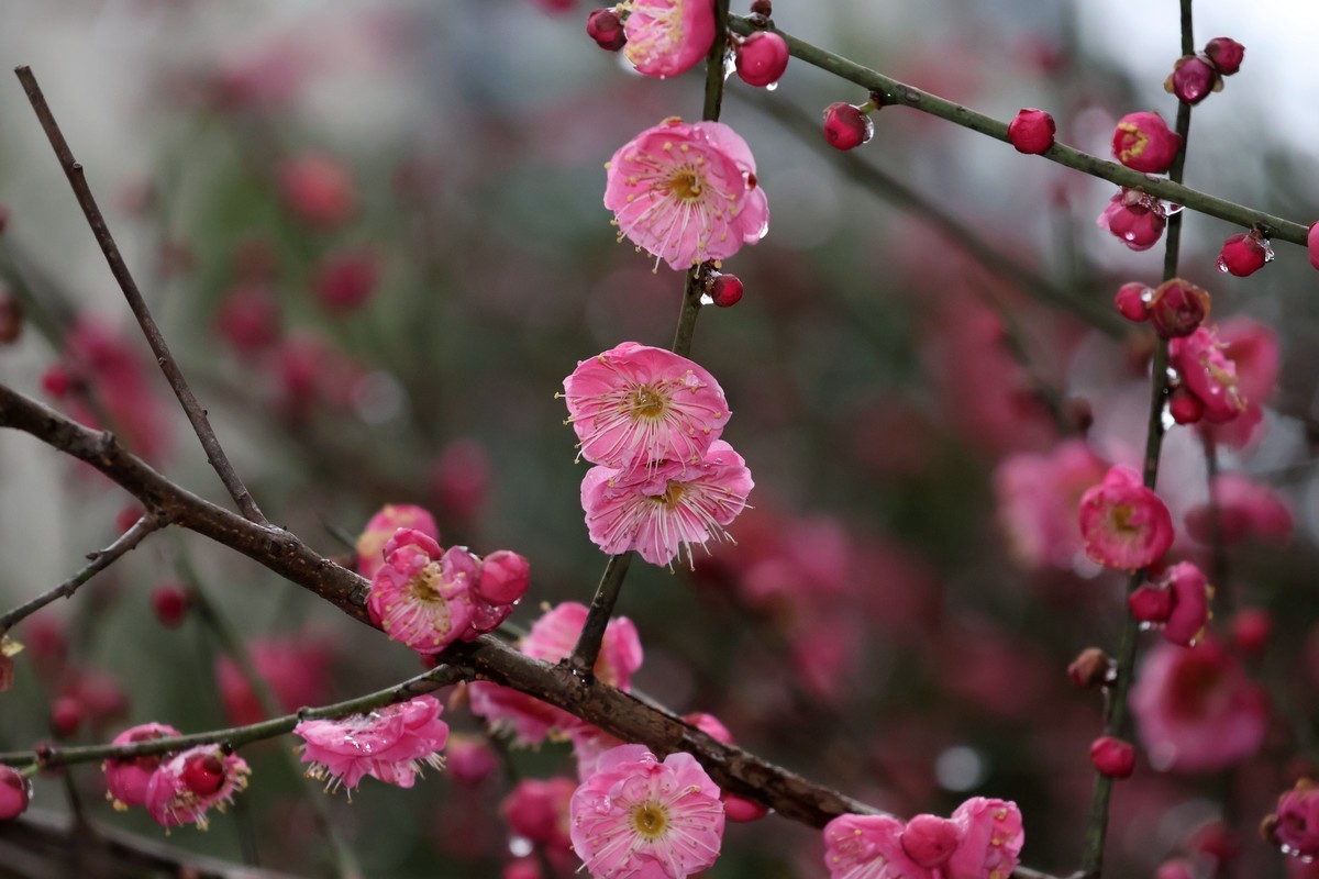 佳能R10套机镜头18-150试拍