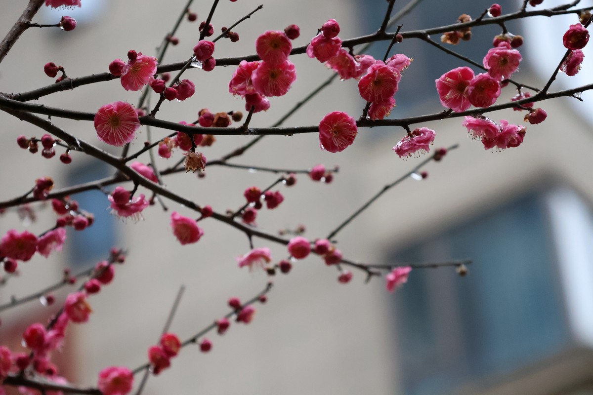 佳能R10套机镜头18-150试拍