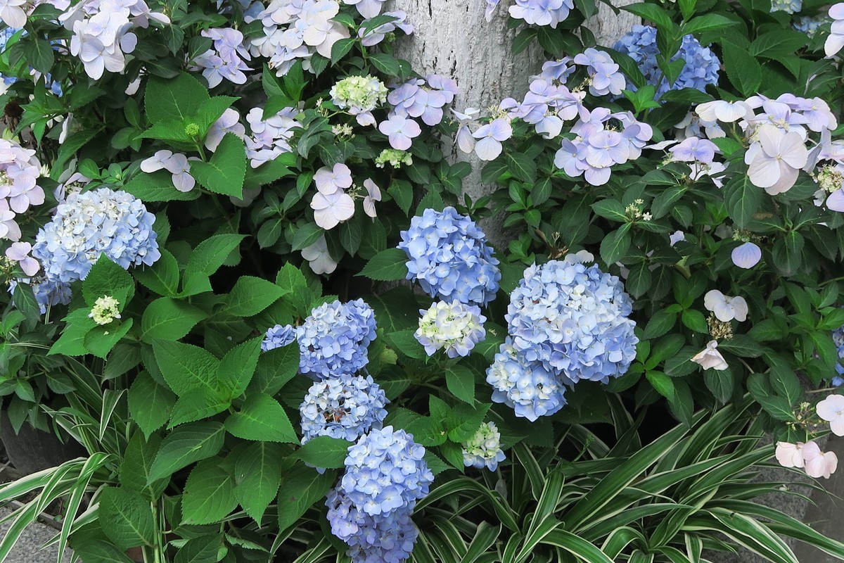 这儿茶房街上静悄悄