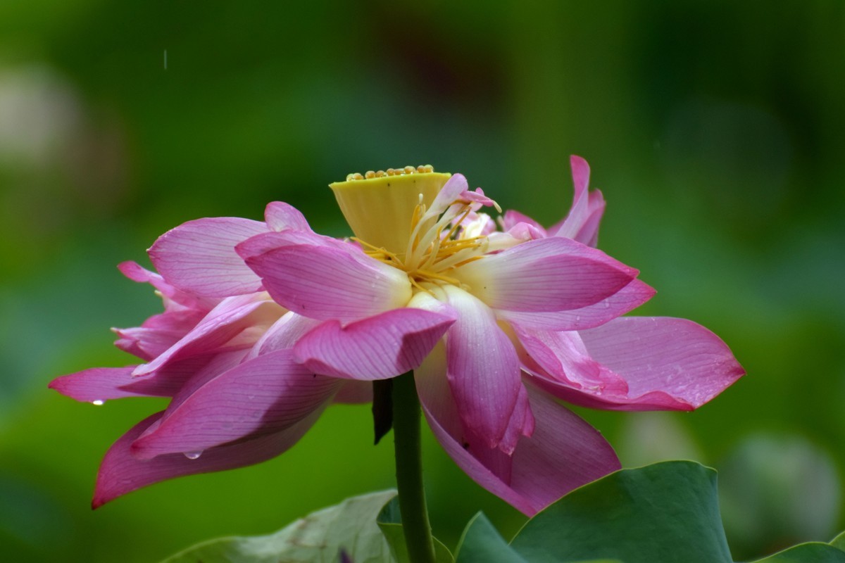 细雨绵绵，雨中拍的荷花别有一番意境（2）