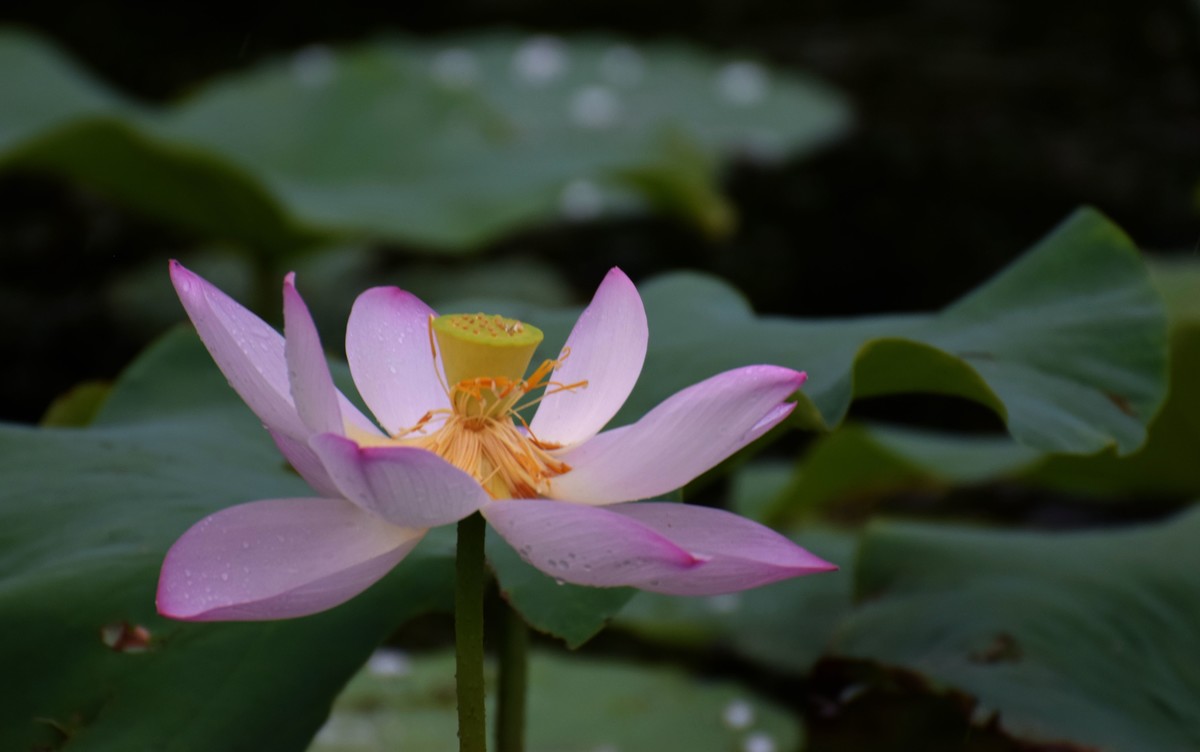 细雨绵绵，雨中拍的荷花别有一番意境（2）