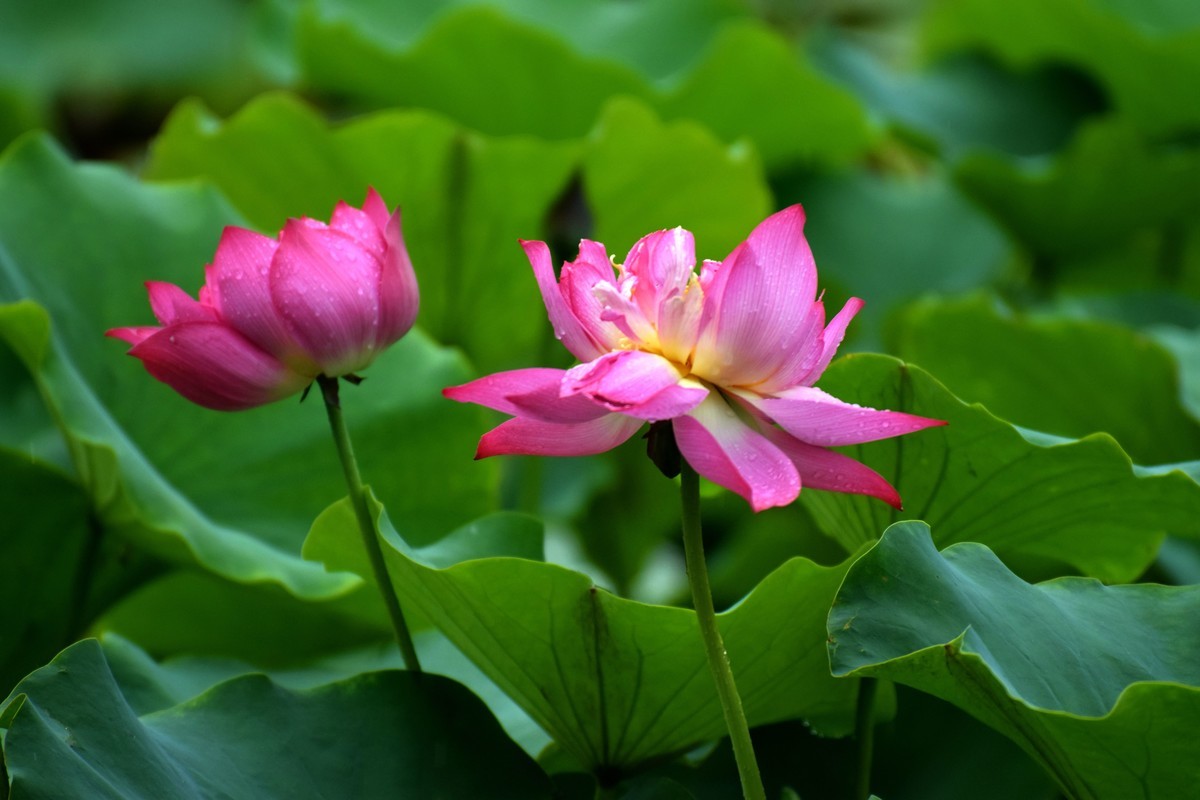 细雨绵绵，雨中拍的荷花别有一番意境（2）