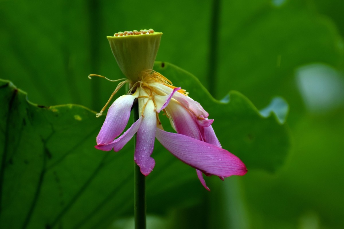 细雨绵绵，雨中拍的荷花别有一番意境（2）