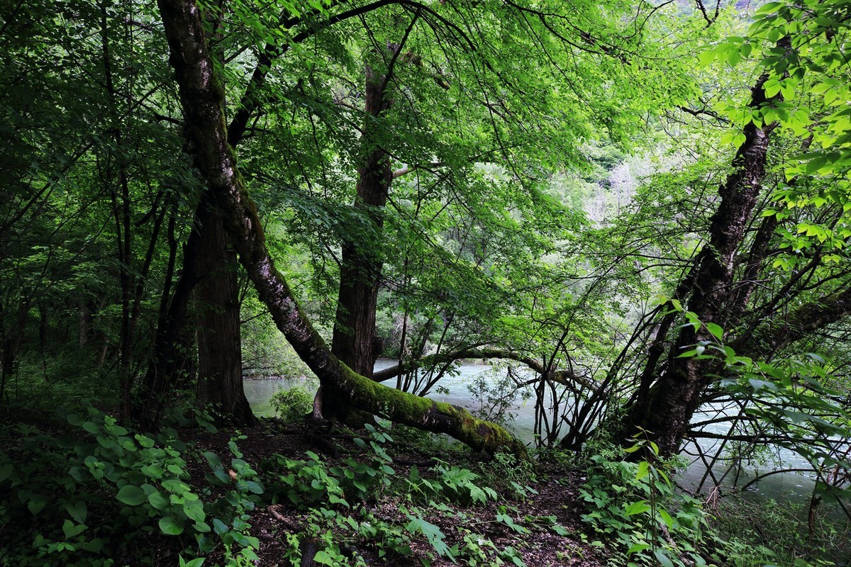 自驾松坪沟--那水.那树