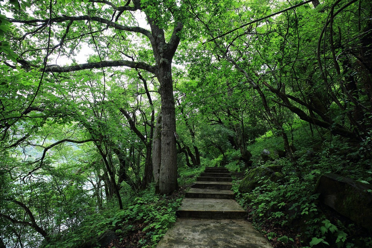 自驾松坪沟--那水.那树