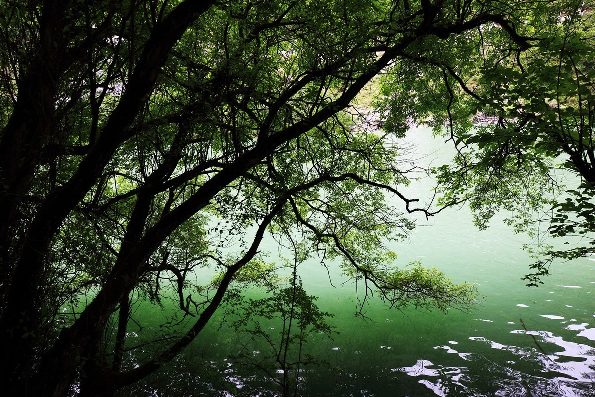 自驾松坪沟--那水.那树