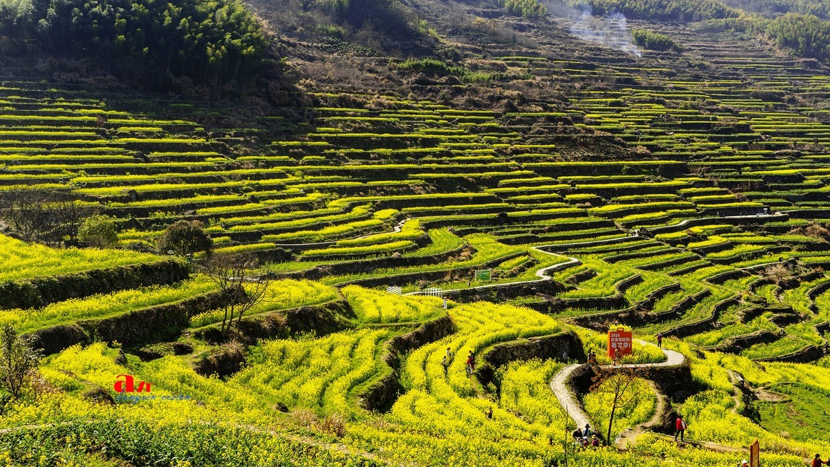 三月下江南——岭南覆卮山油菜花梯田（7）