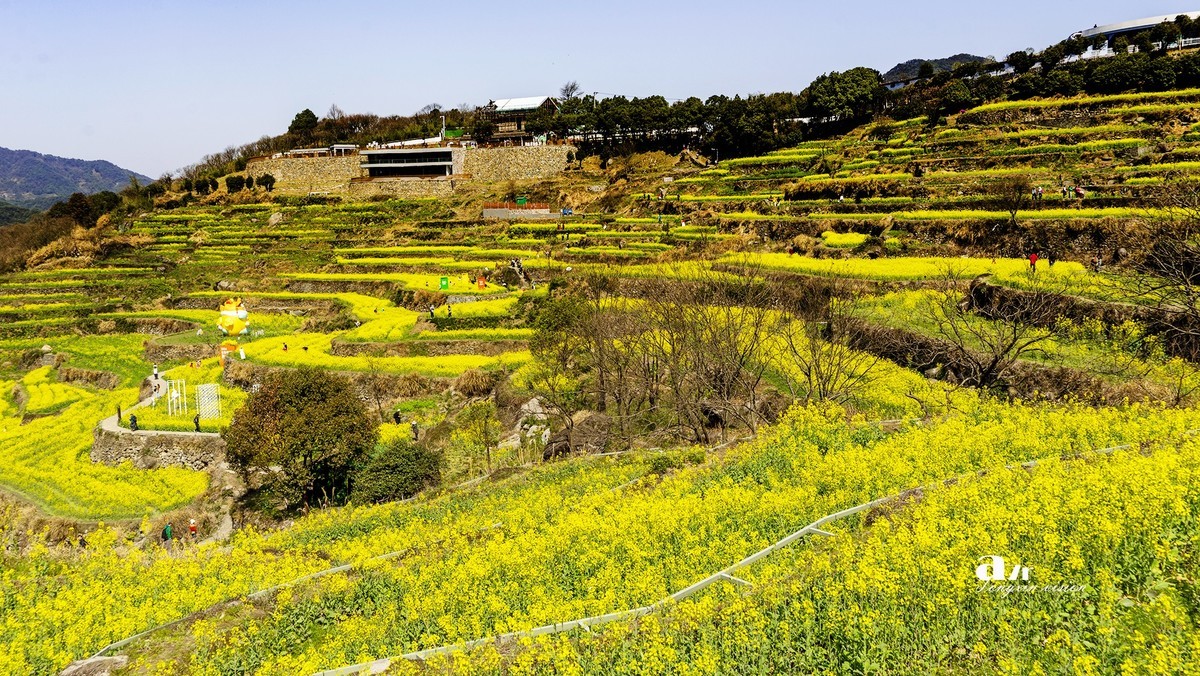 三月下江南——岭南覆卮山油菜花梯田（7）