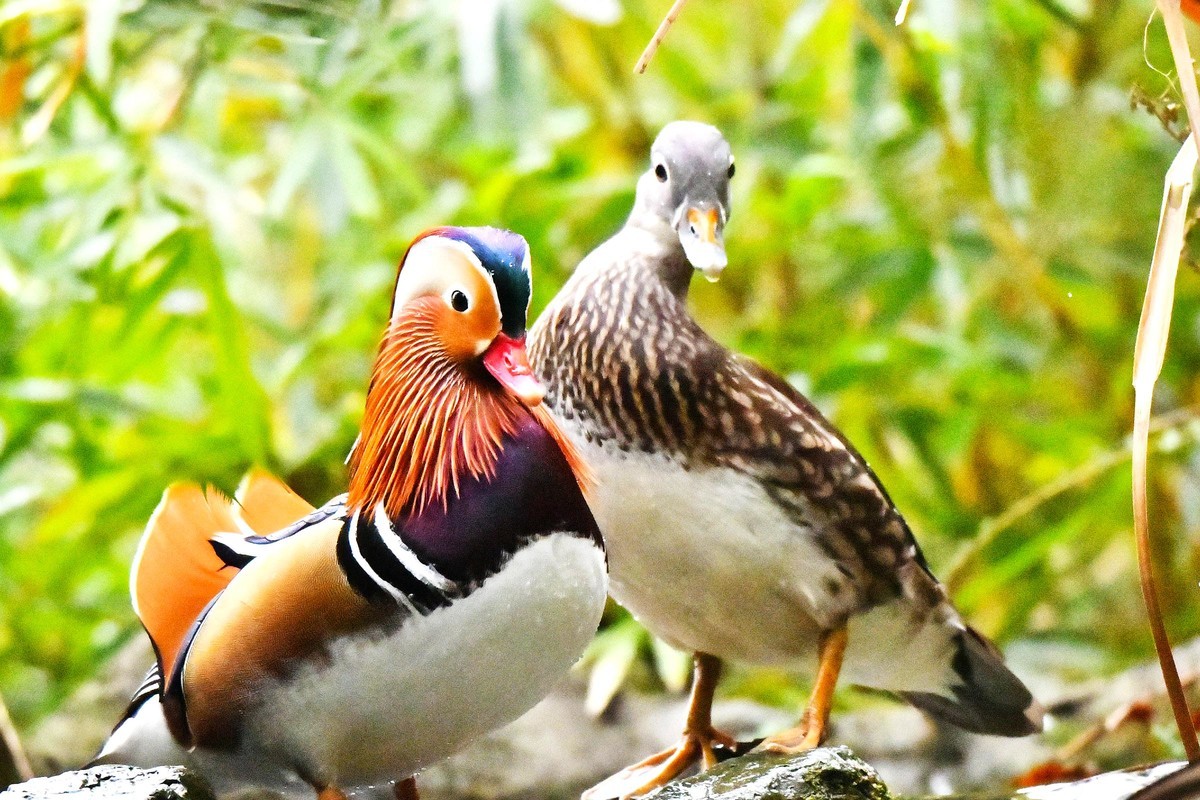 酷暑难耐 恩爱鸳鸯