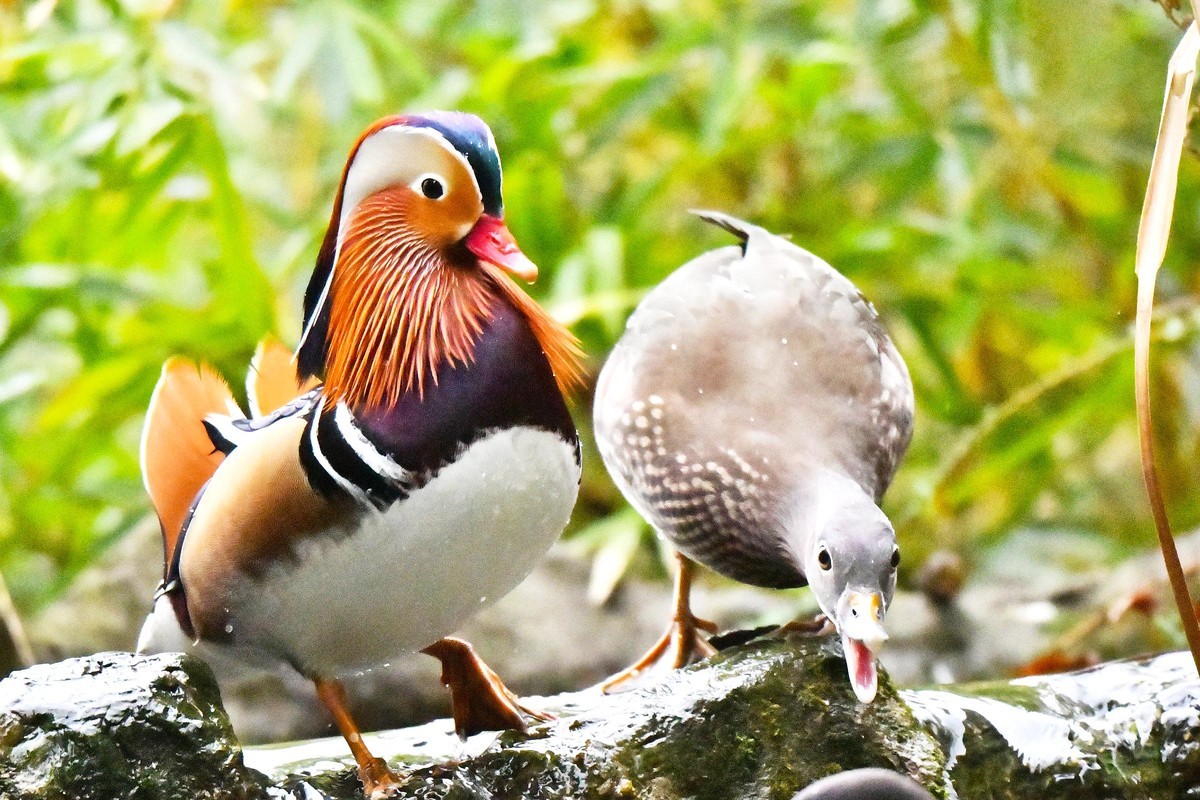 酷暑难耐 恩爱鸳鸯