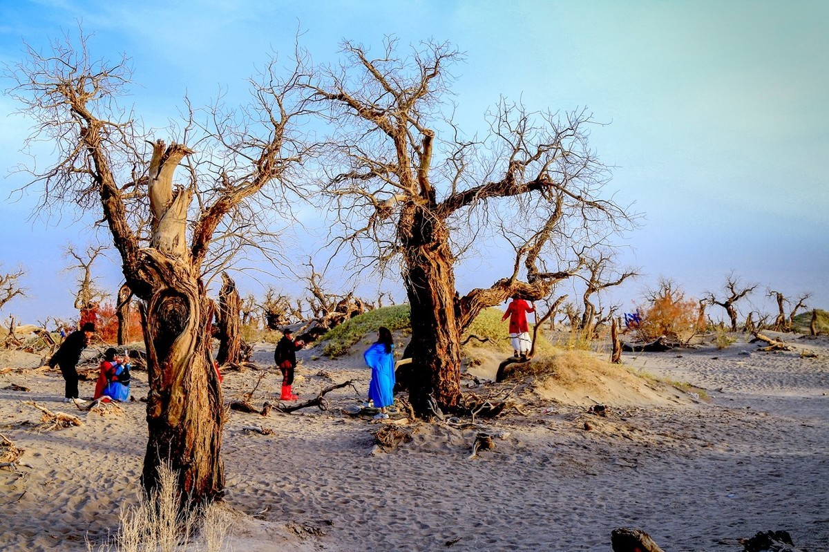 《风光摄影》胡杨林