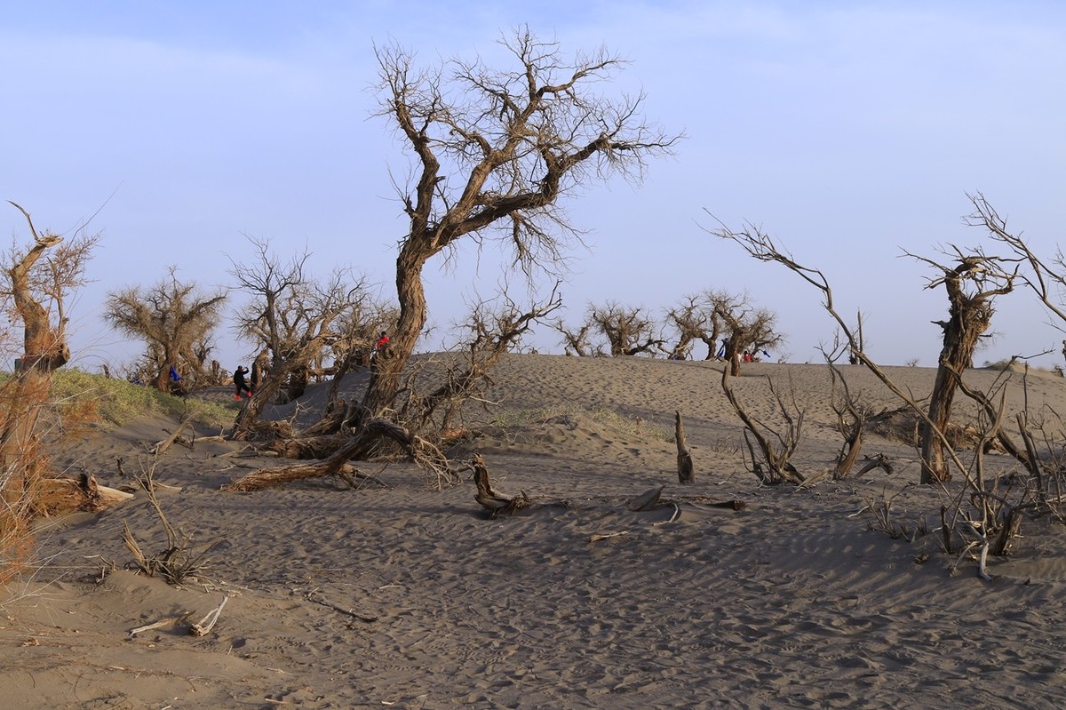 《风光摄影》胡杨林