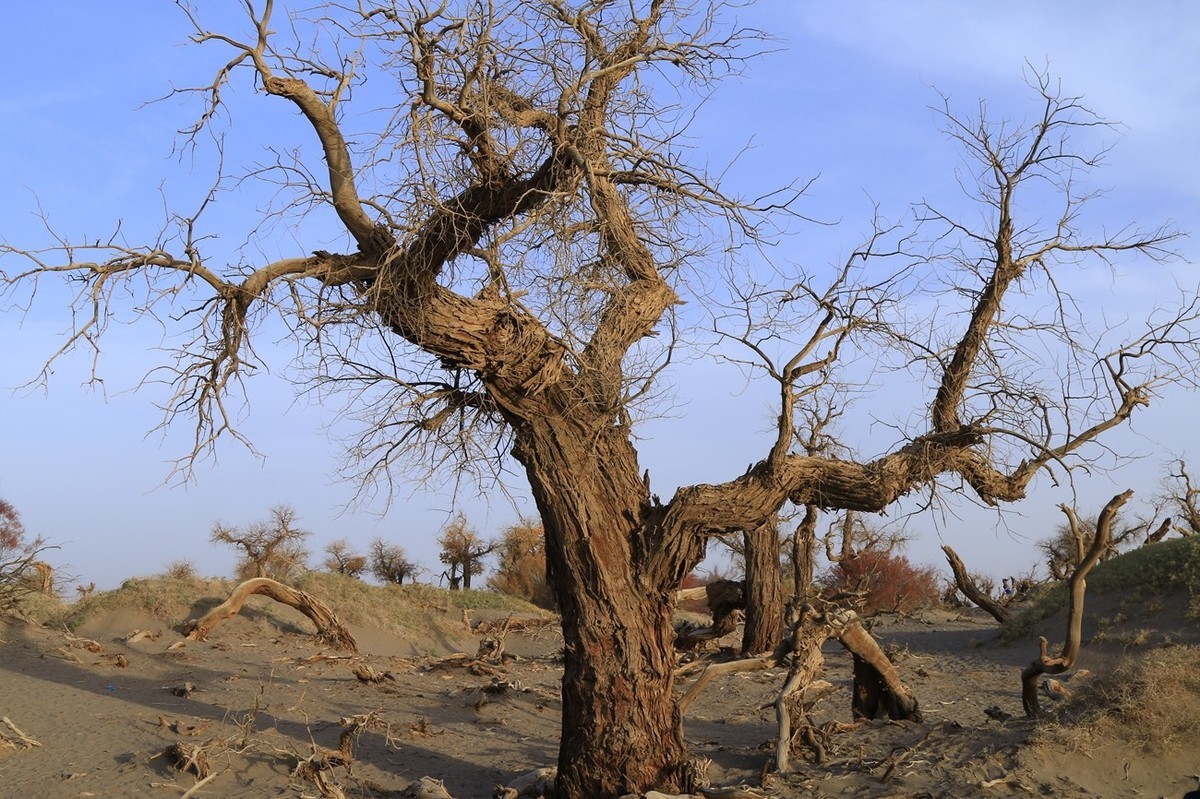 《风光摄影》胡杨林