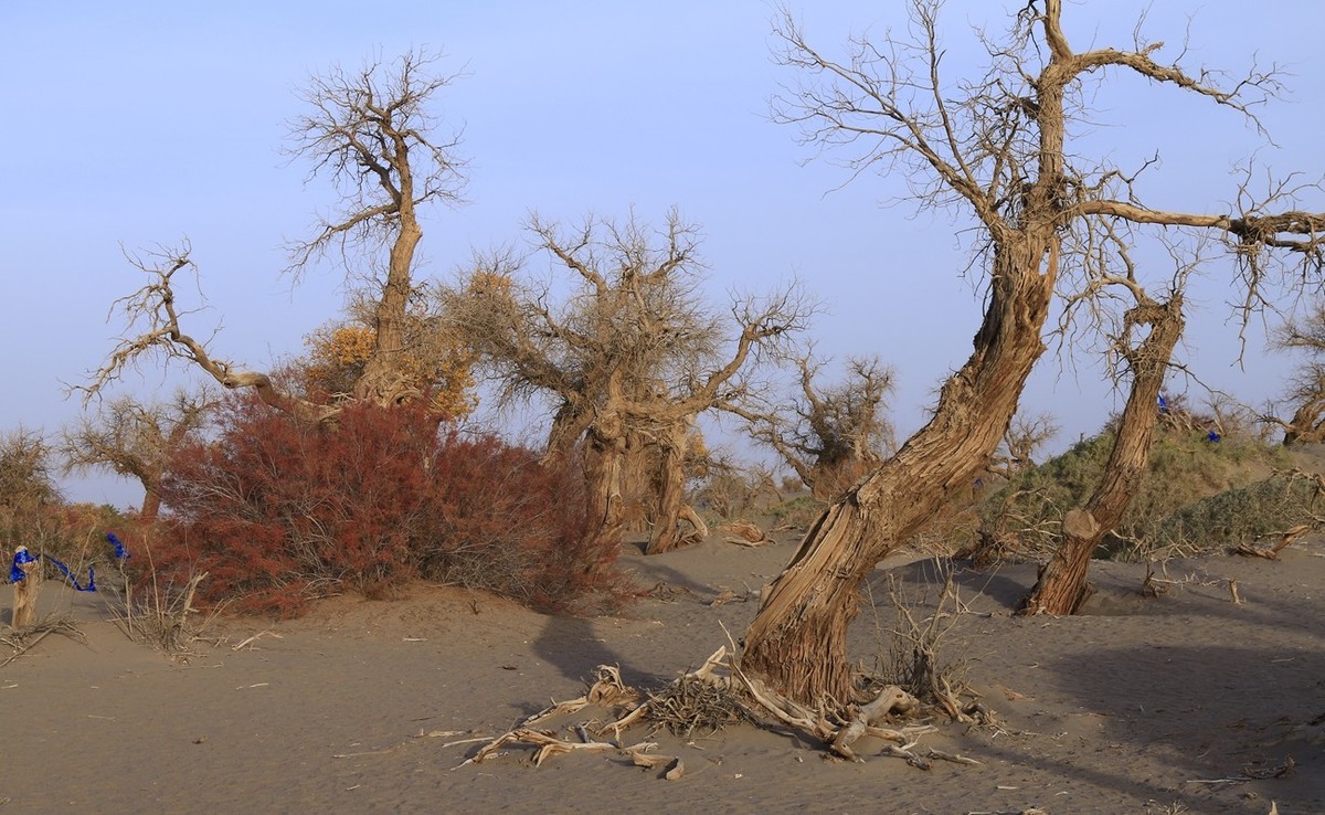 《风光摄影》胡杨林
