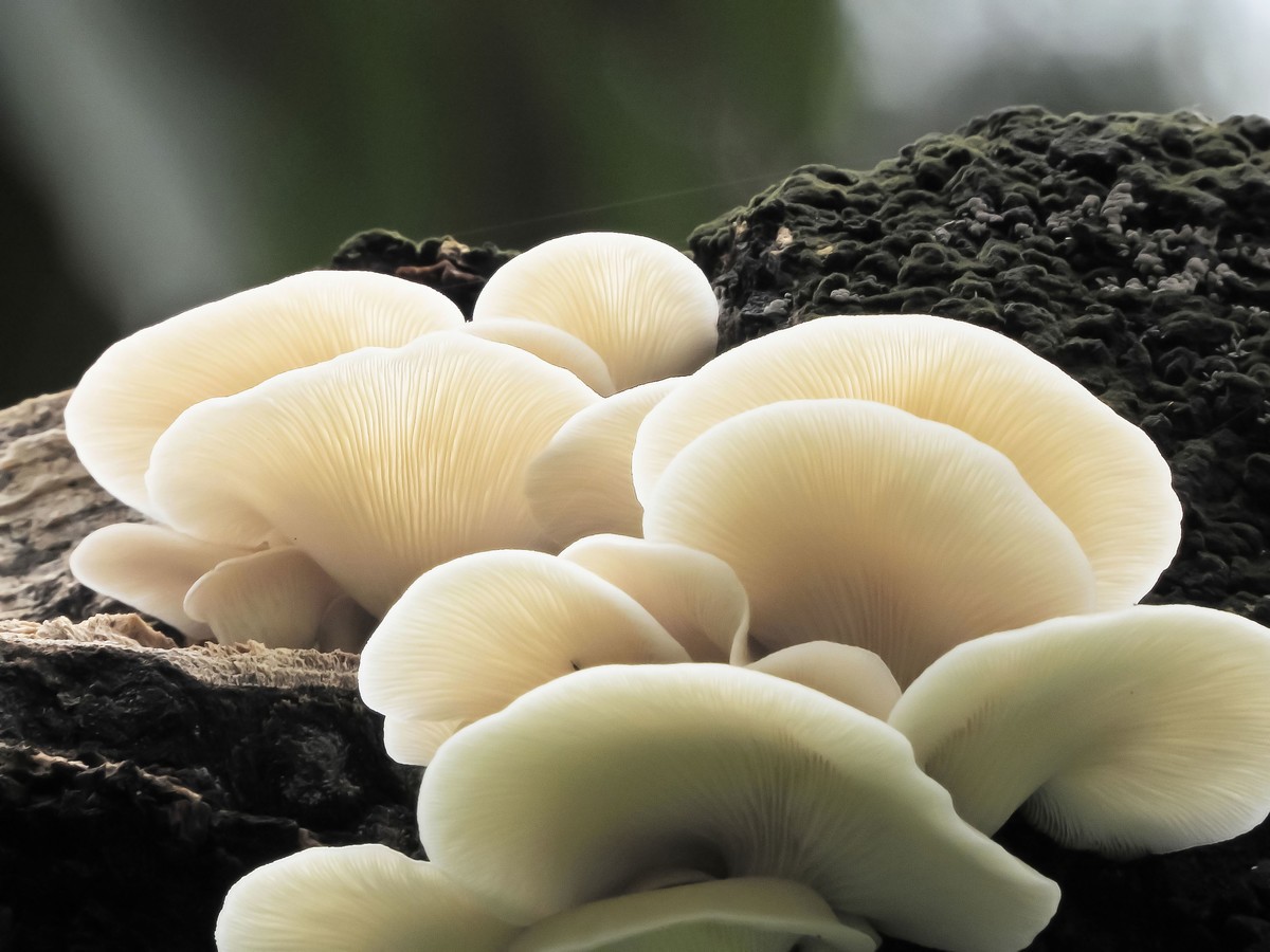 幌伞枫树长蘑菇