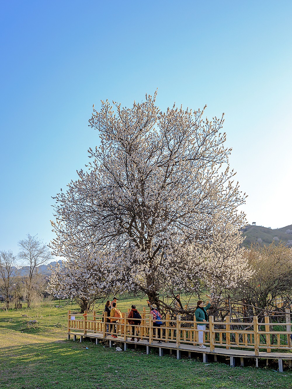旅游记录：新疆 · 霍城 · 中华福寿山 · 大西沟杏花林（一）