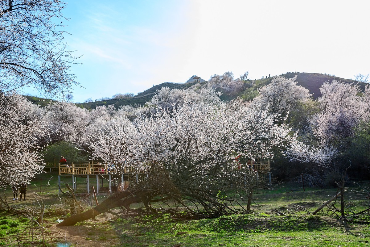 旅游记录：新疆 · 霍城 · 中华福寿山 · 大西沟杏花林（一）