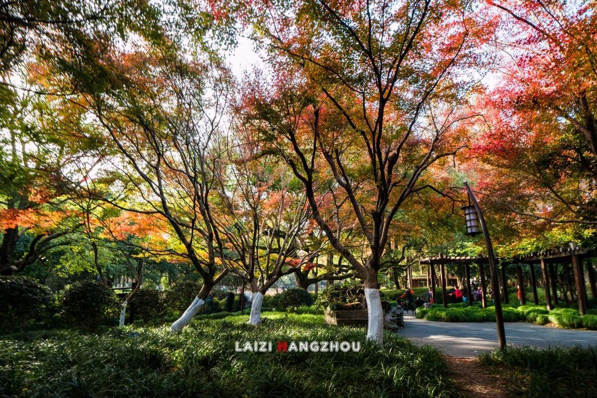 冬已至 秋未尽 (3)