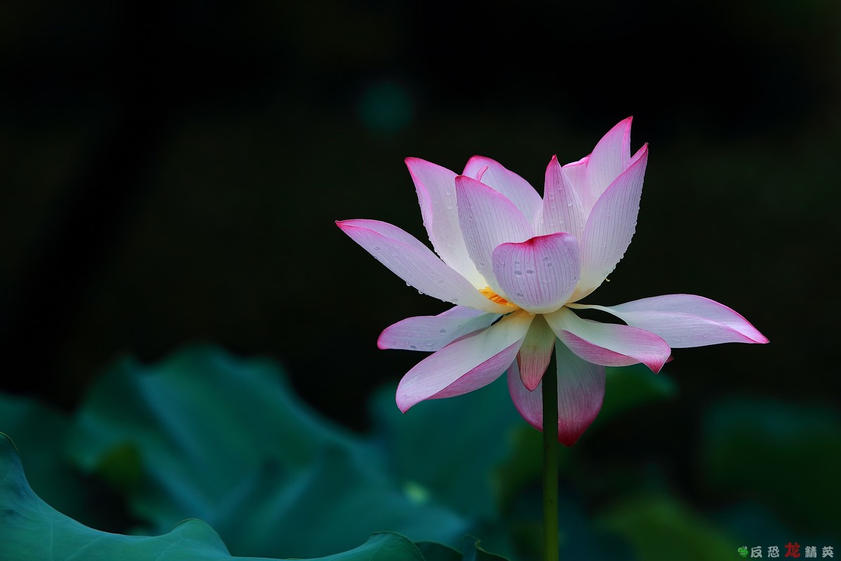 佛山市亚艺公园——荷花