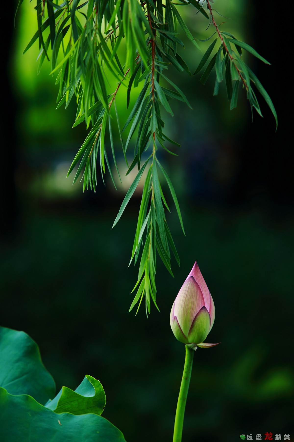 佛山市亚艺公园——荷花