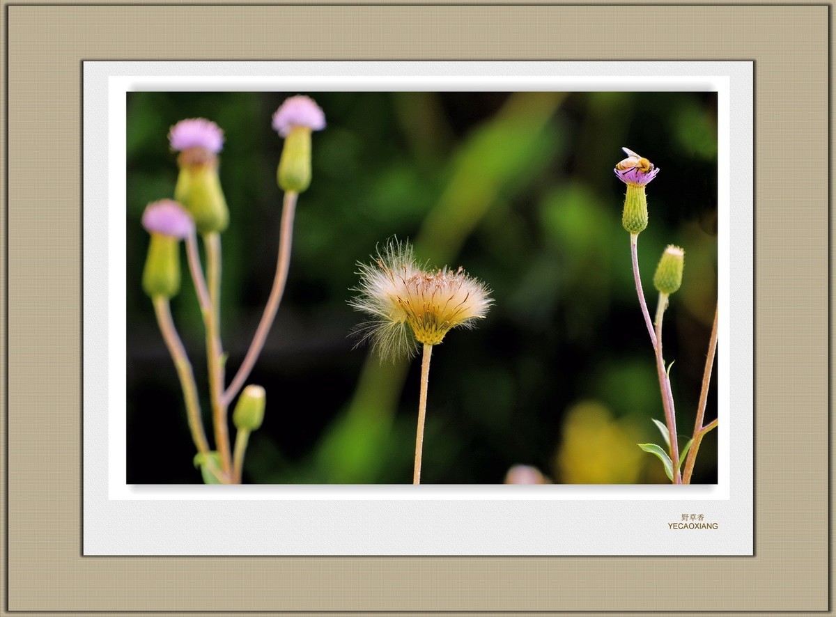 装饰画--野草香