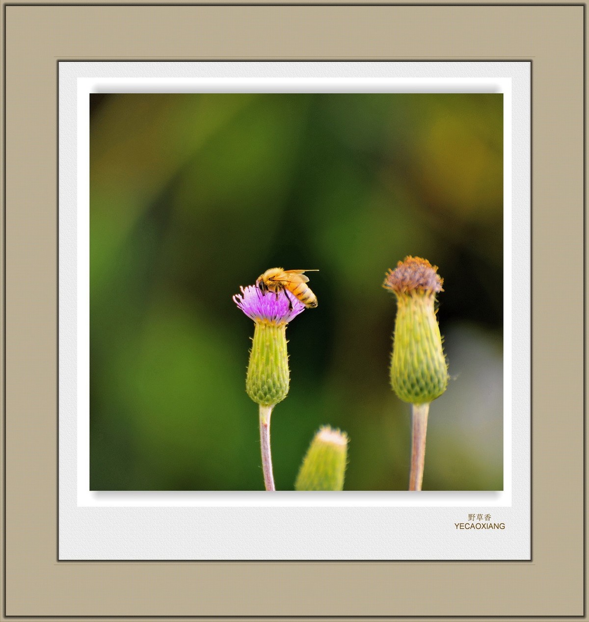 装饰画--野花香（二）