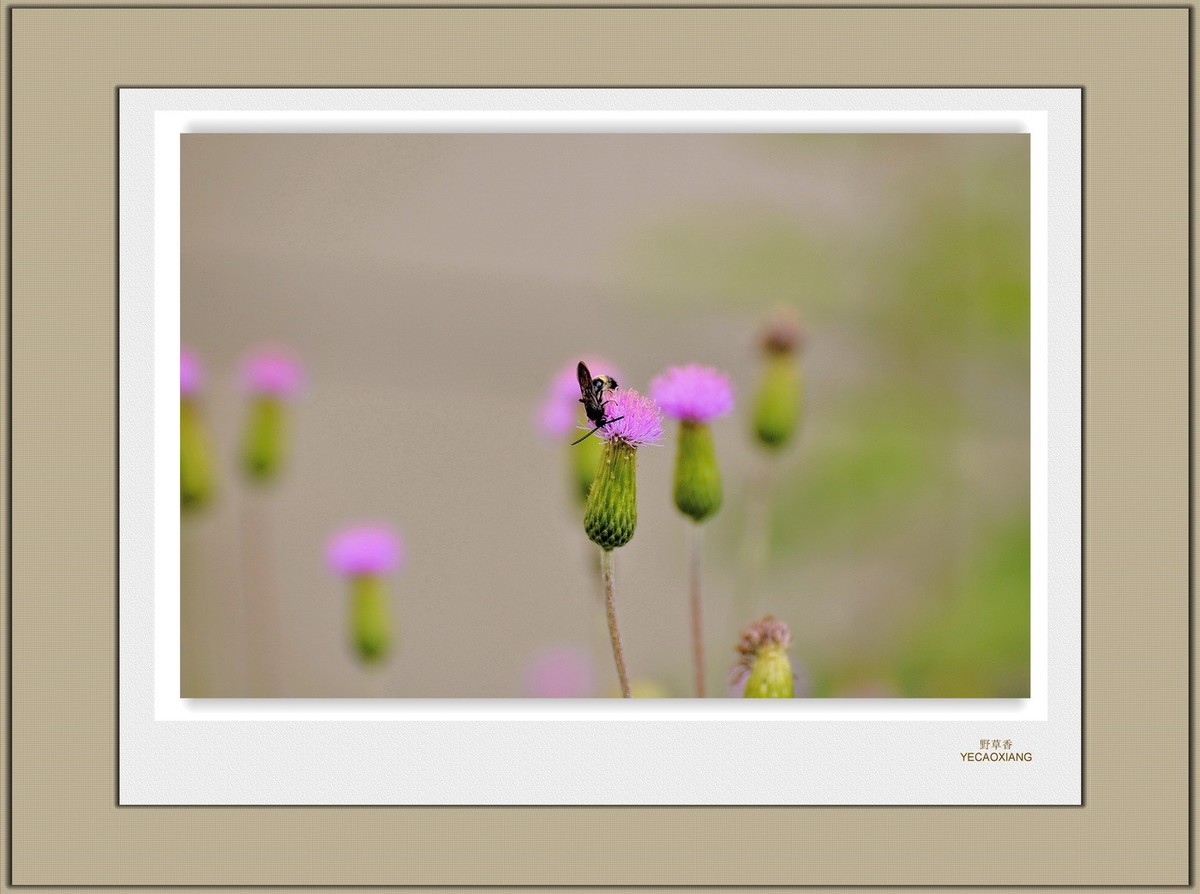 装饰画--野花香（二）