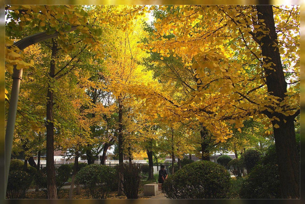 金秋时节随笔...