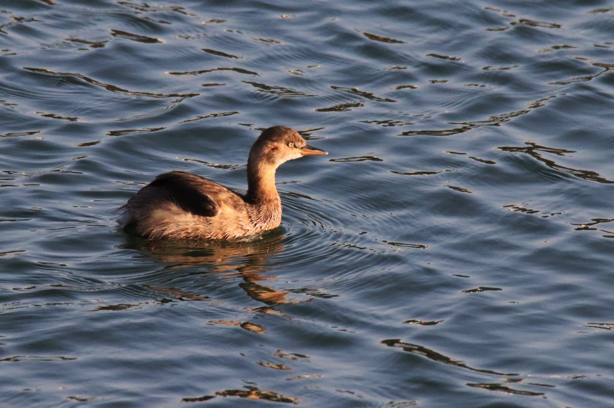 试试账号---小鸭几片