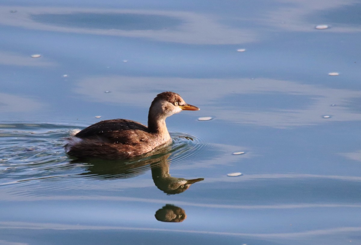 试试账号---小鸭几片
